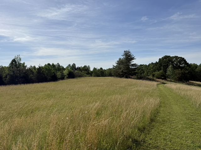 A meadow rising to a treeline with a mowed path along the edge