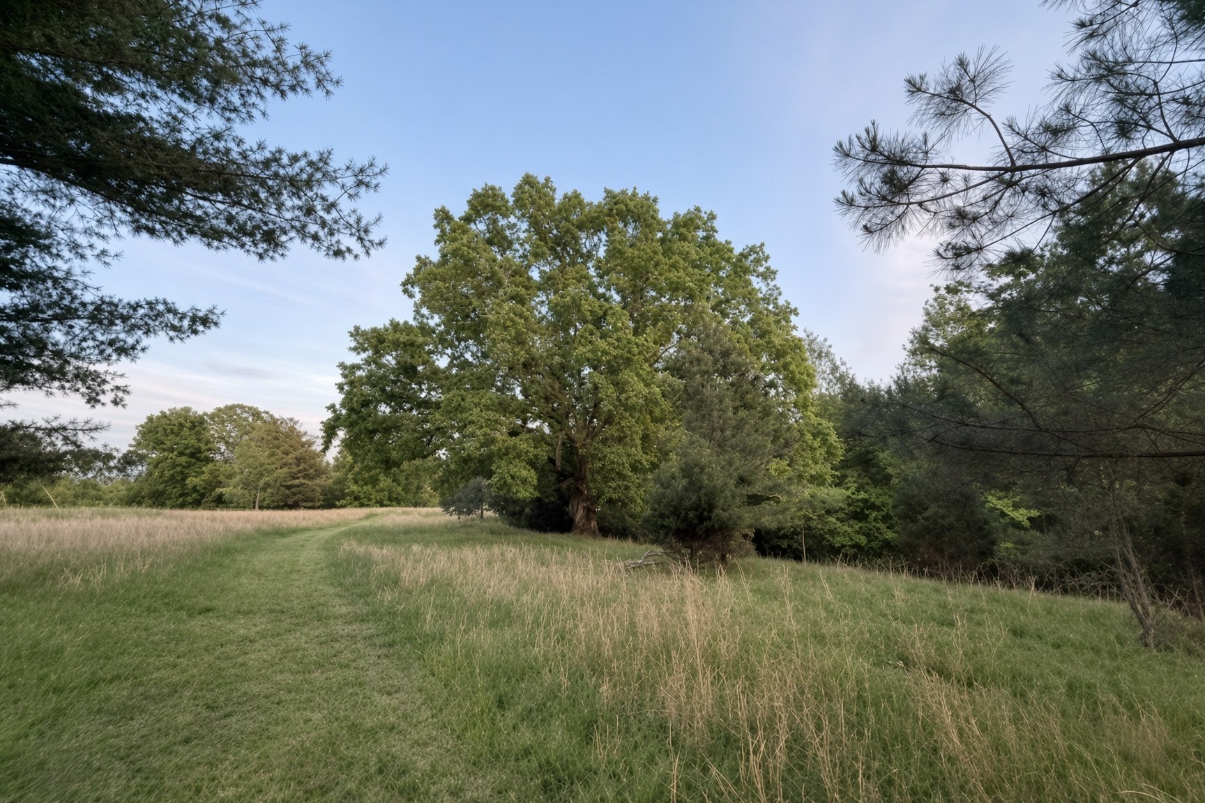 A towering old oak at the edge of a mowed meadow path