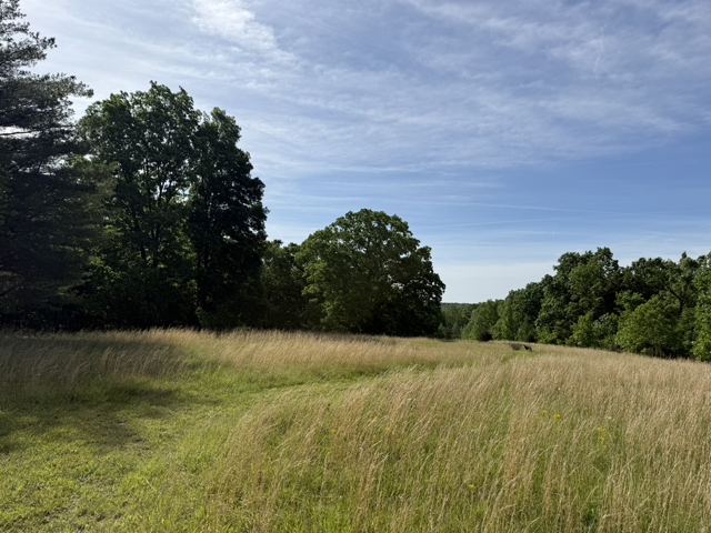 An open meadow overlook with big trees under a blue sky